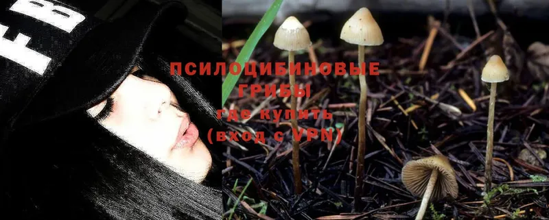 цены   Барыш  Галлюциногенные грибы Psilocybe 